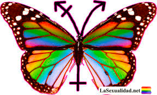 Mariposa símbolo de la transexualidad